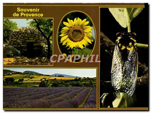 Cartes postales moderne Souvenir De Provence