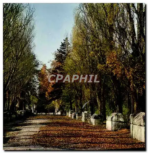 Cartes postales moderne Arles Les Alyscamps L&#39Allee des Sarcophages