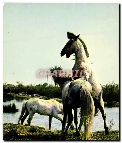 Cartes postales moderne En Camargue Combat de Chevaux