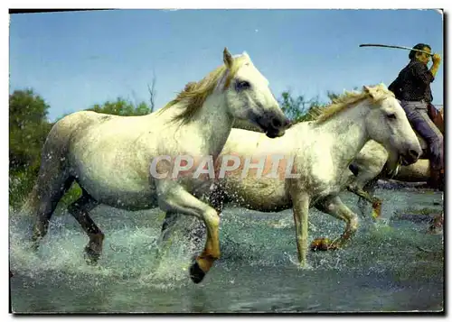 Cartes postales moderne En Camargue a travers les marais Chevaux