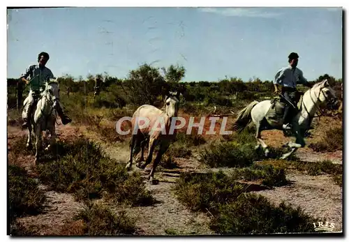 Cartes postales moderne En Camargue Avec Les Gardians Chevaux