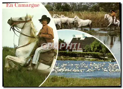 Moderne Karte En Camargue Les Belles Images Chevaux