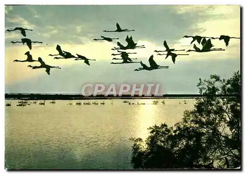 Cartes postales moderne Reflets De Provence Scene de la Vie De Camargue Vol de Flamants roses