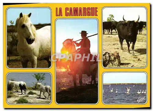 Cartes postales moderne La Camargue Cheval camarguais Gardian au couchant