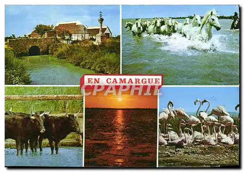 Moderne Karte Camargue Souvenirs Chevaux Taureaux Flamants roses