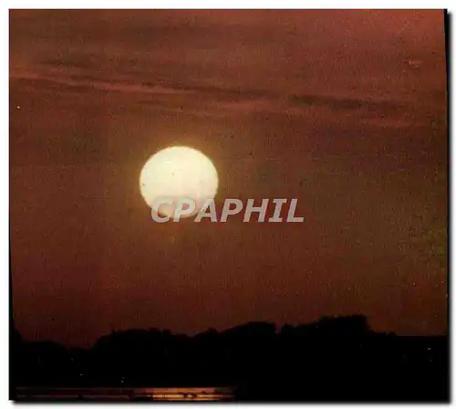 Cartes postales moderne Les Gardians Flamants Roses Dans Les Etangs