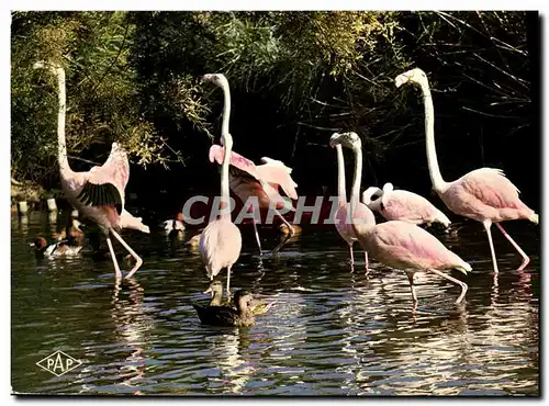 Ansichtskarte AK En Camargue Languedoc Roussillon Flamants roses