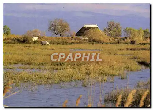 Moderne Karte La Camargue Paysage