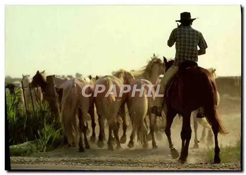 Cartes postales En Camargue Chevaux