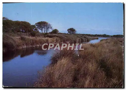Cartes postales moderne En Camargue