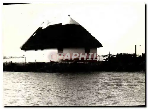 Cartes postales moderne camargue Maison locale