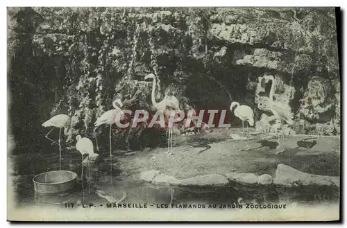 Ansichtskarte AK Marseille Les Flamands au Jardin Zoologique Zoo