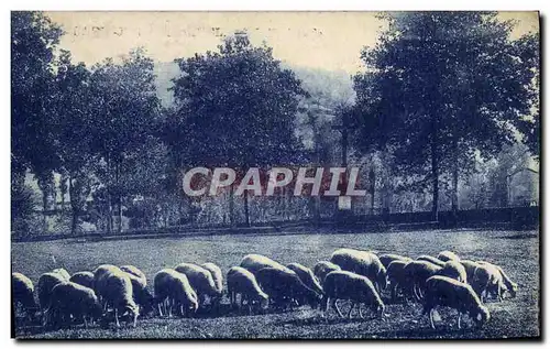 Cartes postales Moutons Aveyron