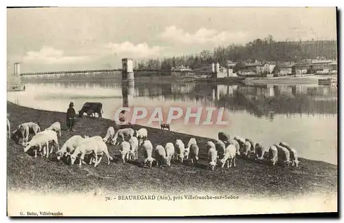 Cartes postales Beauregard Pres Villefranche sur Saone Moutons