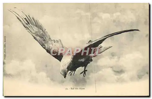 Ansichtskarte AK Roi Des Alpes Aigle Rapace oiseau