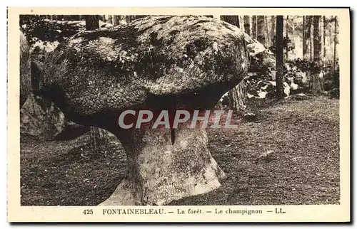 Cartes postales Fontainebleau La Foret Le champignon