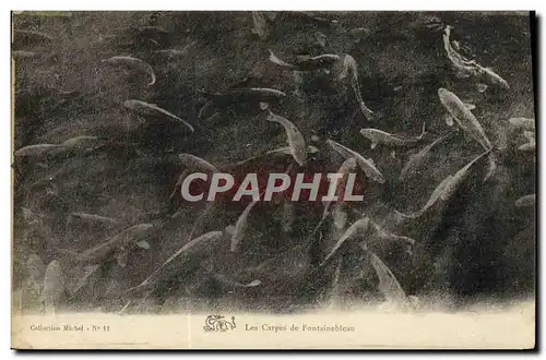 Cartes postales Les Carpes De Fontainebleau Poissons