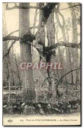 Ansichtskarte AK Foret De Fontainebleau Le Chene Charme