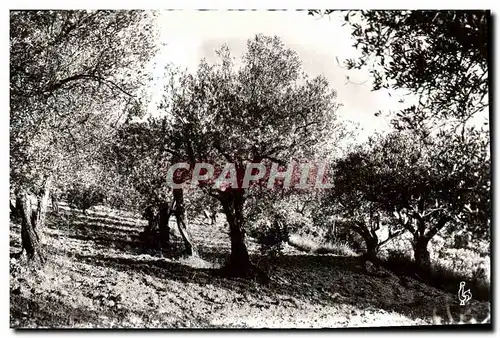 Cartes postales moderne Nyons Champ d'Oliviers