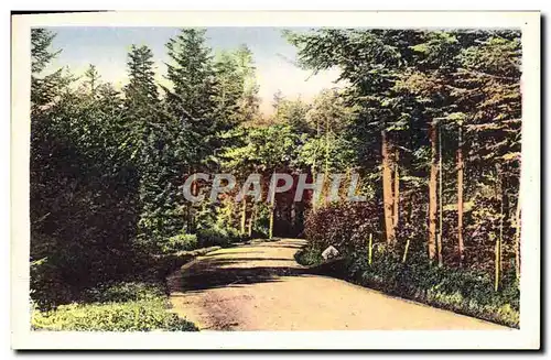 Cartes postales moderne St Nizier d'Azergues Entree du Bois de Favardy