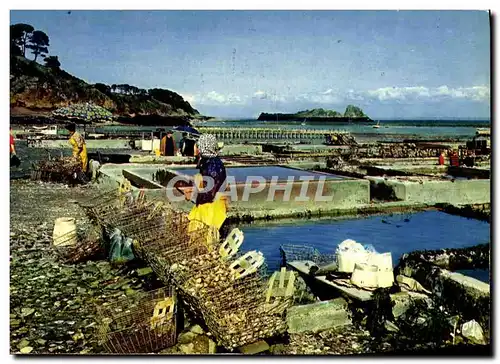 Cartes postales moderne Couleurs Et Lumiere De France Cancale Le Parc A Huitres Et Le Rocher De Cancale ostreiculture