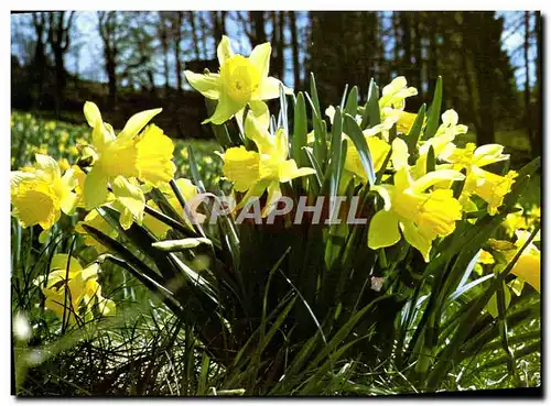 Moderne Karte Gerardmer Bouquet De Jonquilles Dans Les Pres Fleurs