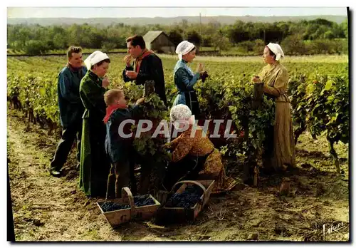 Cartes postales moderne Le Pays Tourangeau Groupe Folklorique a l&#39Heure Des Vendanges Folklore