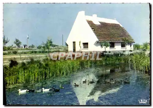 Cartes postales moderne Camargue Avec Les Gardians Cabane De Gardians Au Milieu Des Marais