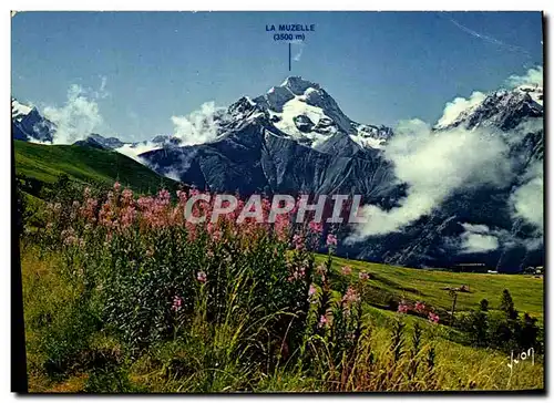 Cartes postales moderne Couleurs Et Lumiere De France Les Alpes Les Deux Alpes Les Epilobes et la Muzelle