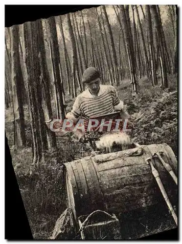 Cartes postales moderne En Gascogne Recolte De La Gemme resine Folklore