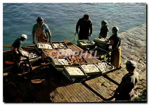 Cartes postales moderne La Bretagne En Couleurs Debarquement De Poisson La Turballe