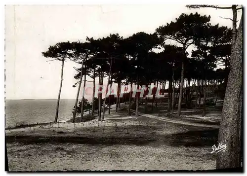 Cartes postales moderne Arcachon Les Abatilles Au tir ai pigeon