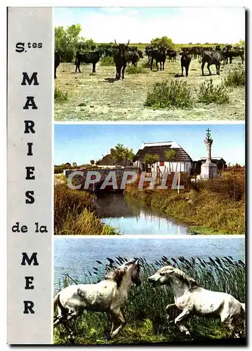 Cartes postales moderne Saintes Maries De La Mer Chevaux Taureaux