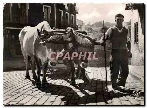 Cartes postales moderne Pays Basque Attelage Basque St Jean De Luz