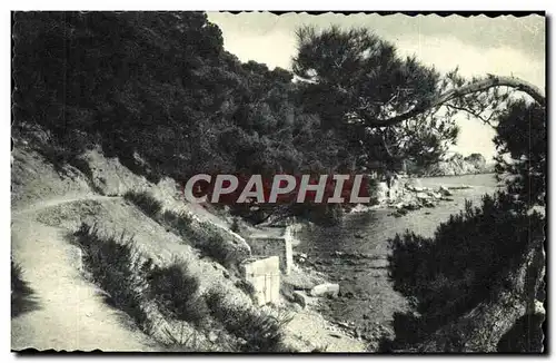 Cartes postales moderne Toulon Sentier Des Douaniers Les Pins Penches