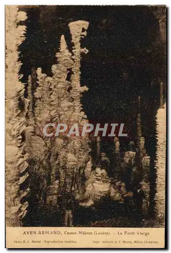 Cartes postales Gorges Du Tarn Aven Armand La Foret Vierge Causse Mejean