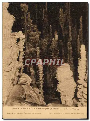 Cartes postales Gorges Du Tarn Aven Armand La Foret Vierge Causse Mejean