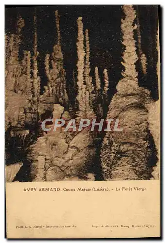 Cartes postales Gorges Du Tarn Aven Armand Causse Mejean La foret vierge