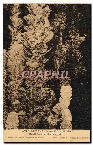 Cartes postales Gorges Du Tarn Aven Armand Causse Mejean Detail des feuilles de cypres