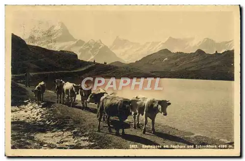 Cartes postales Bachalpsee am Faulhorn und Screckhorn Vaches