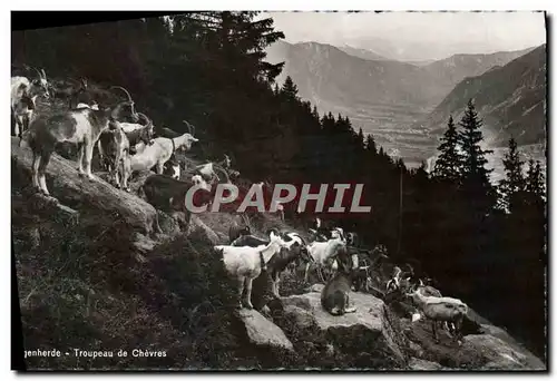 Cartes postales Ziegenherde Troupeau De Chevres Chevre