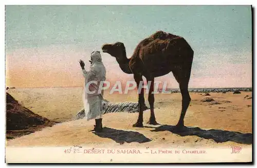 Ansichtskarte AK Chameau Desert du Sahara La priere du chamelier