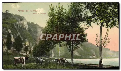 Cartes postales Vallee de la Meuse Yvoir Paysage Vaches