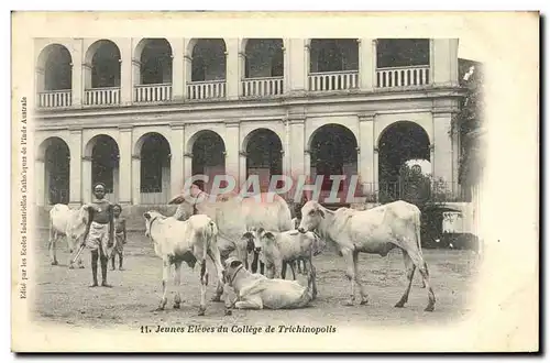 Ansichtskarte AK Jeunes Eleves du College de Trichinopolis Boeufs Vaches Inde