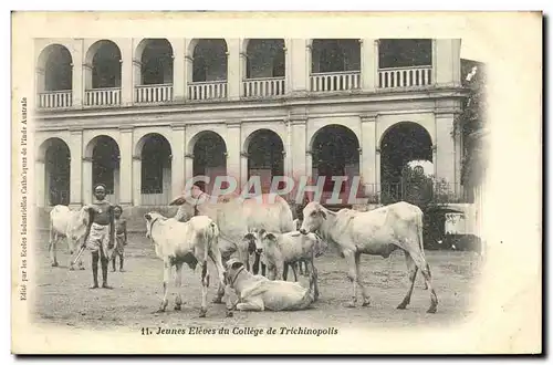 Cartes postales Jeunes Eleves du College de Trichinopolis Boeufs Vaches Inde