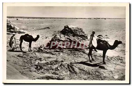 Ansichtskarte AK Scenes Et Types Chameliers Dans Le Desert Chameaux