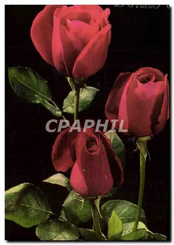 Cartes postales Fantaisie Fleurs