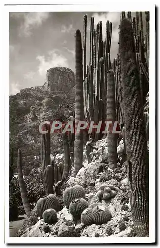 Ansichtskarte AK Monaco Jardin exotique Echinocactus Grusoni Pilocereus Polylophus Cereus