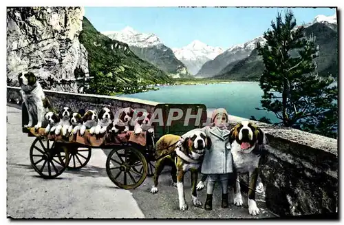 Cartes postales moderne Fluelen St Bernhard Zwinger Zwing Ur chiens St Bernard