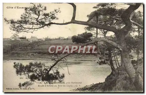 Ansichtskarte AK Cote d&#39Emeraude La Guimorais Pres Rotheneuf Etude d&#39arbres au bois du Lupin